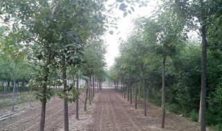 白腊树的种类 白蜡树有多少种