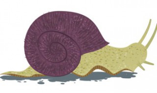 为什么养蜗牛（为什么养蜗牛会长虫）