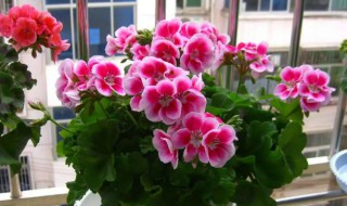 天竺葵什么科（花叶天竺葵什么科）