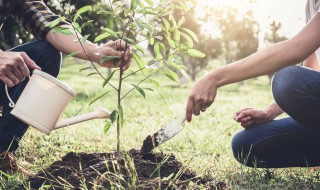 下山松苗上盆是否需要修剪枝干（山松什么时候修剪枝好?）
