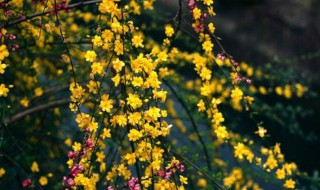 迎春花盆景制作（迎春花盆景制作入门）