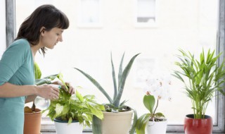 卡特兰怎么换盆 卡特兰如何换盆