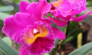 卡特兰开花诀窍(怎样使卡特兰开花)