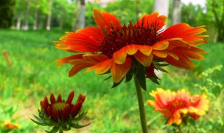 扶郎花的种植方法（扶郎花怎么养）