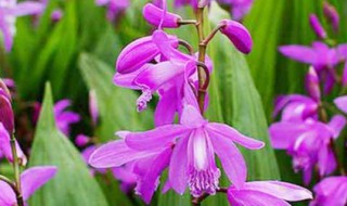 白芨的养殖方法和注意事项（白芨种植技术和栽培要点）