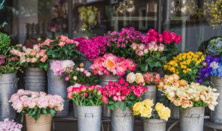 红花继木的养殖方法和注意事项 红花继木的繁殖方法