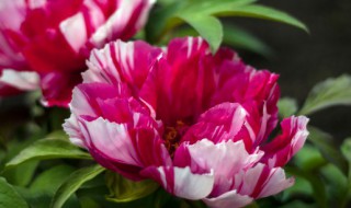 完全花的组成部分 完全花的组成部分结构图