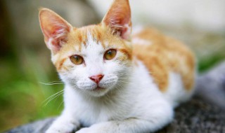 新手养猫有哪些注意事项（新手养猫猫需要注意什么）