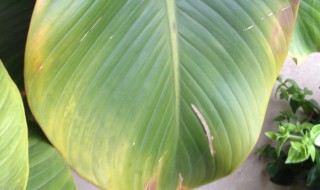 大叶金钻叶子发黄怎么回事 大金钻叶子发黄怎么办