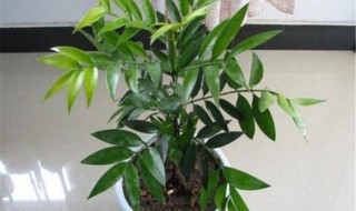 竹柏叶子发黑怎么回事 柏竹叶子丛尖部往发黑为什么