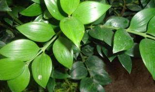 竹柏叶子发干发卷怎么回事 竹柏卷叶是怎么回事