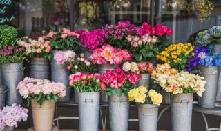 油牡丹和观赏牡丹怎么区分 怎样区分油牡丹和观赏牡丹