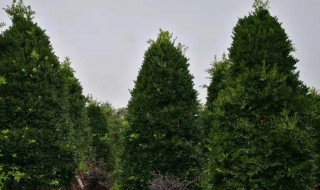 竹柏树有什么作用 竹柏树叶有什么作用