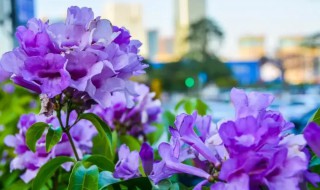 蒜香藤怎么过冬天（蒜香藤北方能越冬）