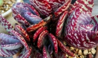 江户紫怎么养 江户紫怎么繁殖