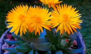 黄花照波怎样养能开花 黄花照波的养殖方法和注意事项