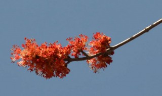 红枫的花语和寓意 红枫的寓意是什么