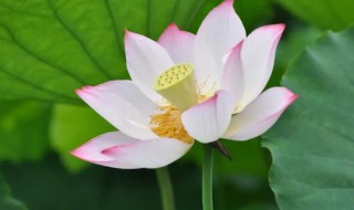 荷花的花期为多长时间（荷花的花期是多长时间）