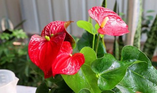 红掌耐寒温度是多少（红掌最低温度要求）