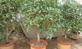 桂花开花时怎么浇水（桂花开花期间怎么浇水）