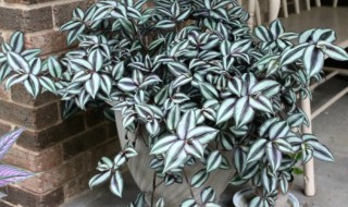 吊竹梅喜欢什么样的环境（吊竹梅的生长环境）