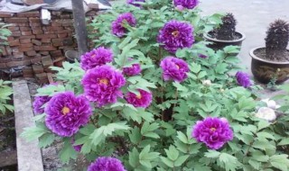 牡丹种子种的牡丹几年能够开花（牡丹种子多久能开花）