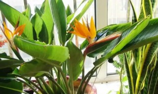 凤尾兰几天浇一次水（凤尾竹多久浇一次水）