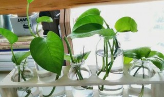 绿萝水培几天换一次水 绿萝多长时间换一次水