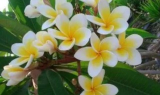 鸡蛋花从种子到开花需要多久 鸡蛋花种子发芽