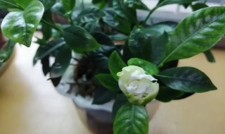 栀子花苞多长时间开花 栀子花开了花苞多长时间开花