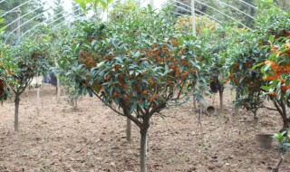 沉香桂几月开花（沉香桂的花期）