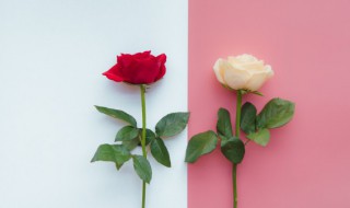 玫瑰花怎么插枝才能活（玫瑰怎样插枝才能活）