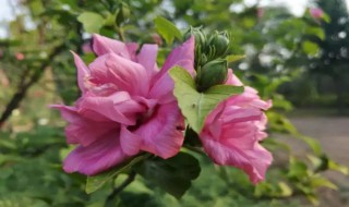 木槿花开花了花能开多长时间 木槿花多久开一次花