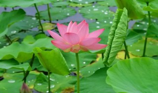 荷花的生长周期是多长时间 荷花的花期一般是多长时间