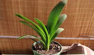 君子兰什么时候开花花期多长时间 君子兰一般什么时候开花