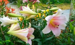 百合花从种植到开花需要多常时间(盆栽百合花能开花多少天)