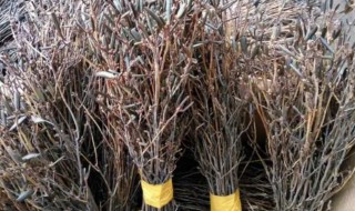 一般的干枝杜鹃树枝究竟怎么养(干杜鹃花枝怎么养)