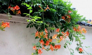 凌霄花多久开花（凌霄花多长时间开花）