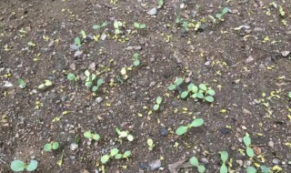 百日草从发芽到开花需要多长时间 百日草种下去多久发芽