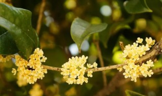 桂花几月开什么季节（桂花几月开什么季节开）