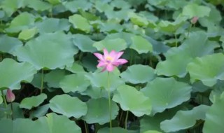 荷花几月开放时间 荷花一般在几月开放?