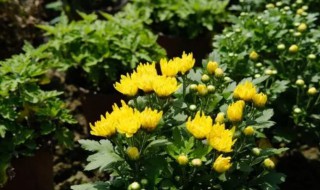 菊花什么时候开花几月（菊花几月到几月开花）