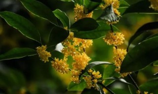 桂花开花几天落花（桂花什么时候开花什么时候落花）