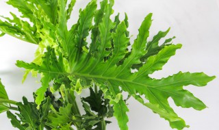 春羽的叶子怎么发软了（春羽叶子突然软了）