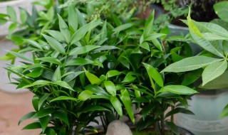 竹柏叶子尖发枯（竹柏叶子干枯怎么办）