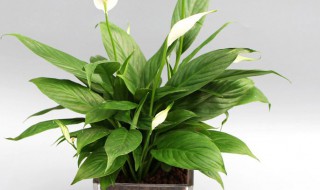 水培白掌花枝不拔高花朵又小是怎么回事