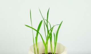 香雪兰小苍兰的水培方法（怎样水培小苍兰）