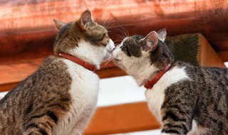 猫砂什么时候换一次 猫砂什么时候换一次笔