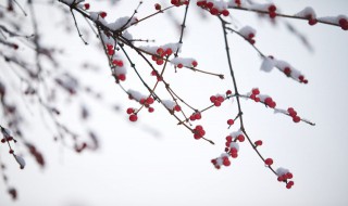 小雪节气的习俗有哪些 小雪节气的食俗