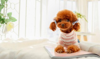 泰迪的毛多长时间修剪一次（泰迪修剪一次毛后能管多久）